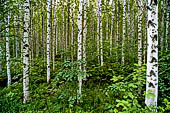 Il Parco Nazionale di Koli, Carelia Settentrionale. Bosco di betulle.